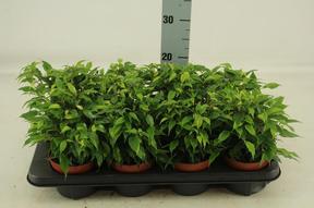 Ficus benj. Green Kinky