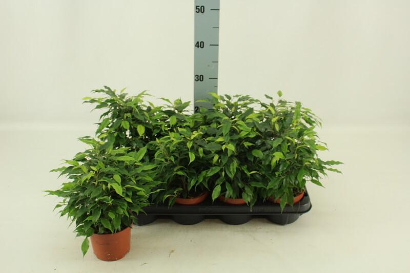 Ficus benj. Green Kinky
