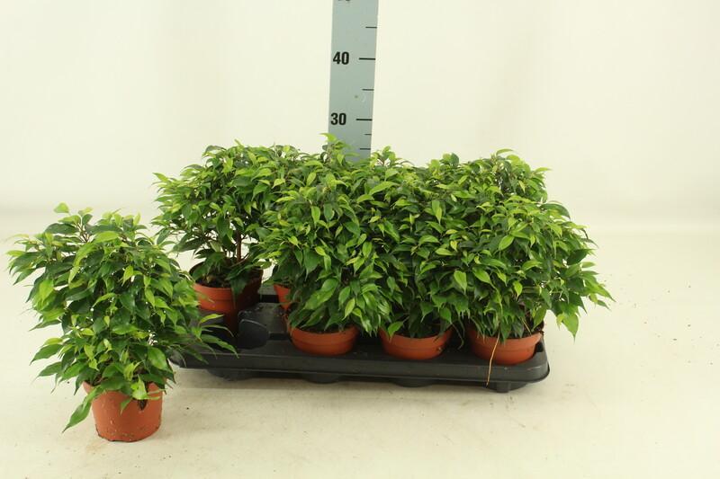 Ficus benj. Green Kinky