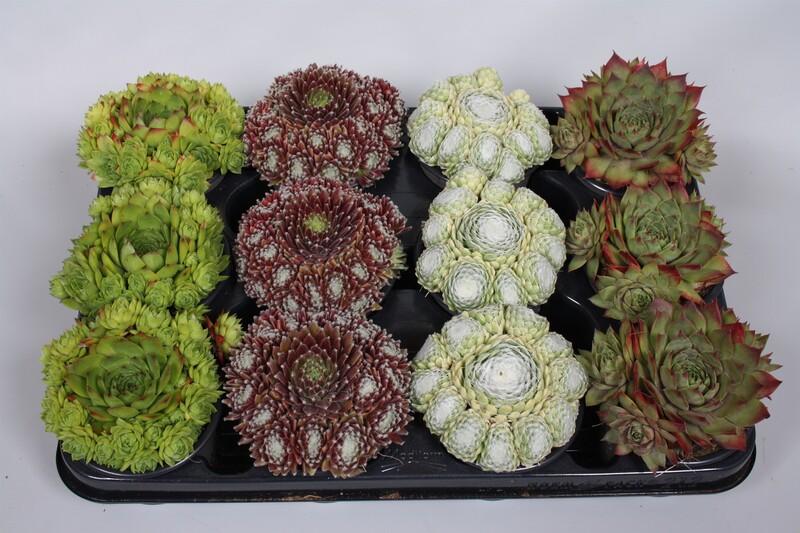 Sempervivum mix