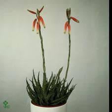 Aloe humilis