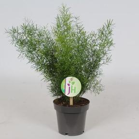 Asparagus sprengeri