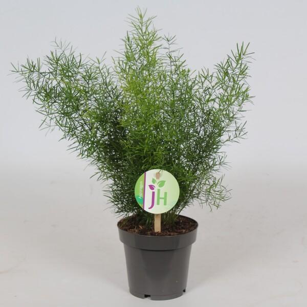 Asparagus sprengeri