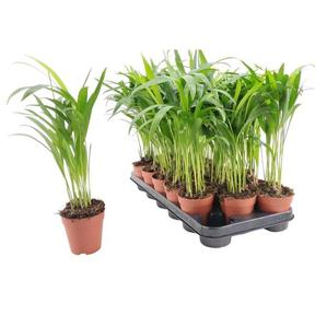 Chrysalidocarpus
