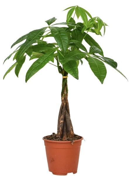 Pachira