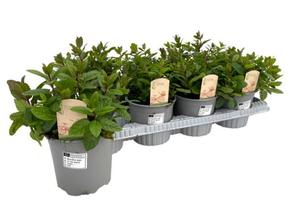 Mentha