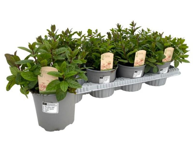 Mentha