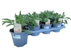 Salvia officinalis