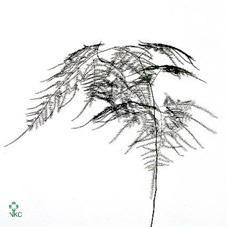 Zeleň - asparagus setaceus