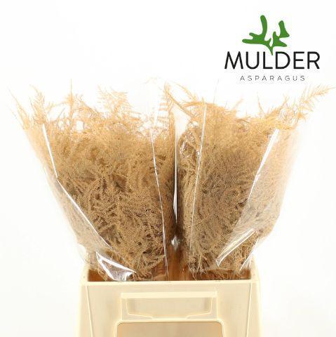 Zeleň - asparagus setaceus