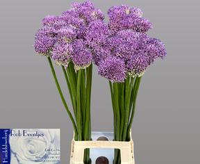 Allium gladiator