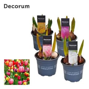 Tulipa mix