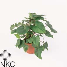 Homalomena Camouflage