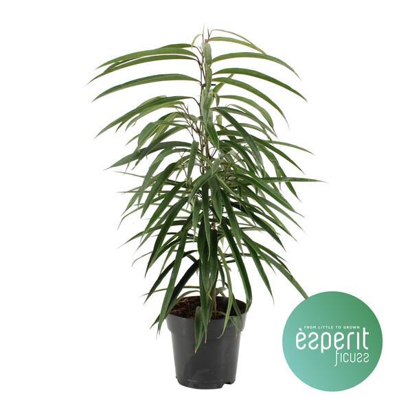 Ficus bin. Alii