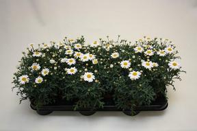 Chrysanthemum frutescens