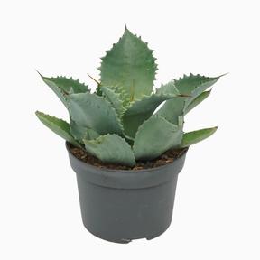 Agave Shaka Zulu