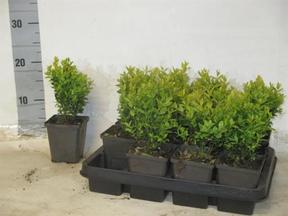 Buxus