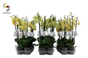 Phalaenopsis yellow 2tak