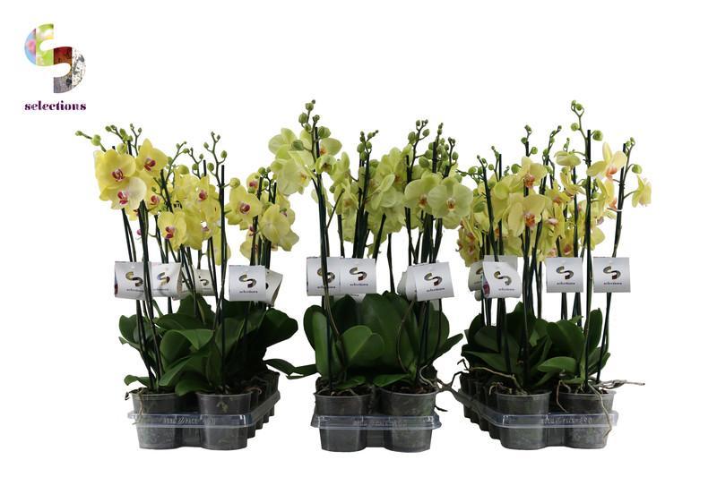 Phalaenopsis yellow 2tak