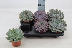Echeveria mix