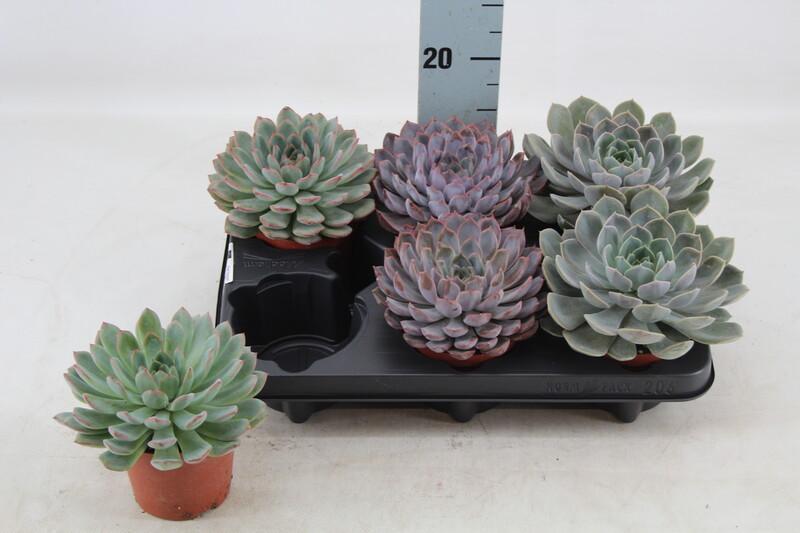 Echeveria mix
