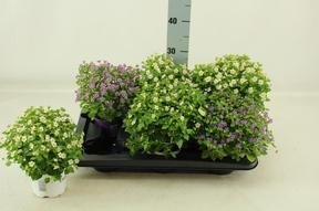 Exacum mix