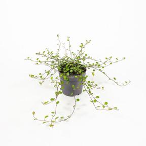 Muehlenbeckia