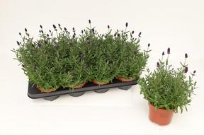 Lavandula angustifolia Hidcote