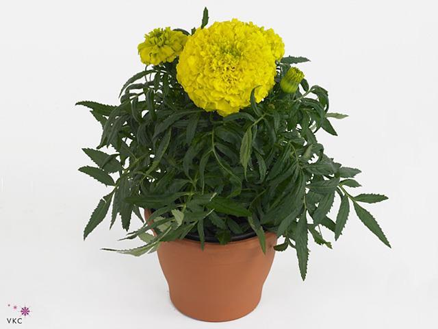 Tagetes patula CZ
