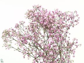 Gypsophila my pink