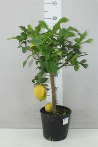 Citrofortunella Vulkan Lemon