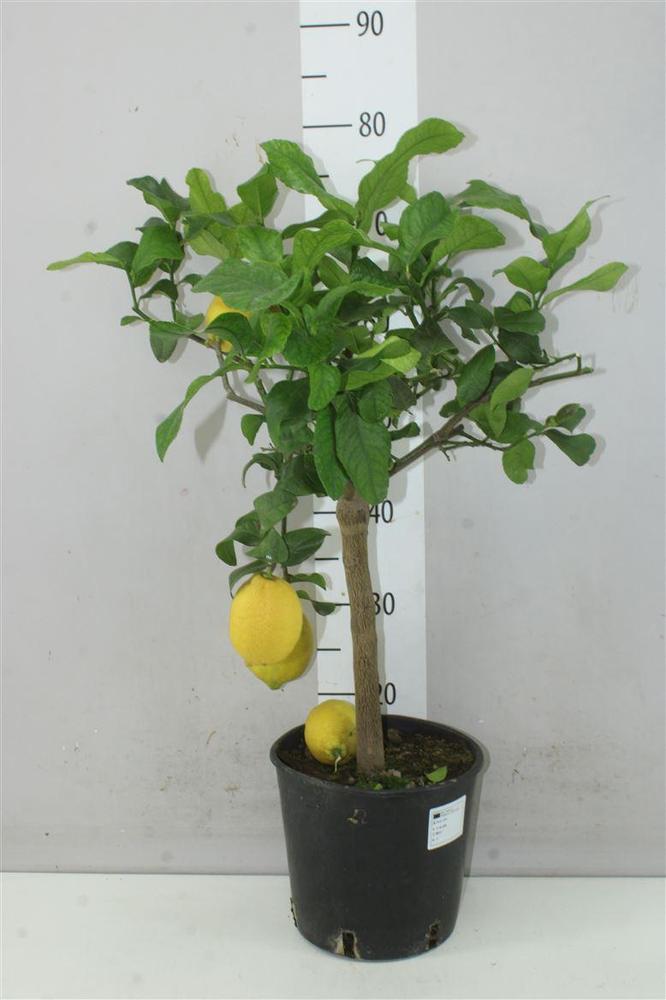 Citrofortunella Lemon