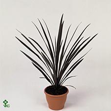 Cordyline australis Red Star