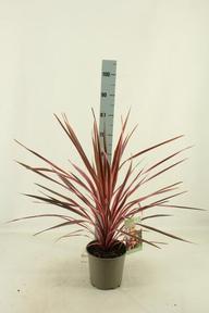 Cordyline australis Red Star