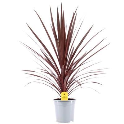 Cordyline australis Red Star