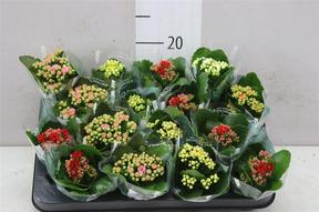 Kalanchoe Rosalina mix