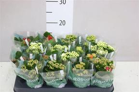 Kalanchoe Rosalina mix