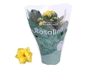Kalanchoe Rosalina mix