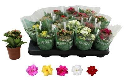 Kalanchoe Rosalina mix