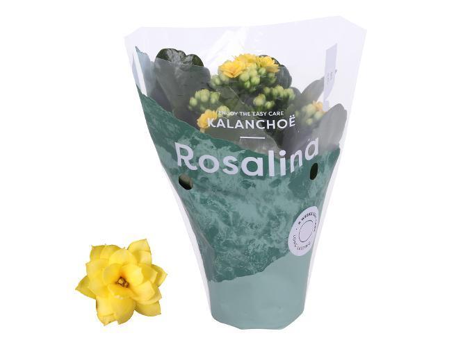 Kalanchoe Rosalina mix