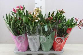 Nerium oleander