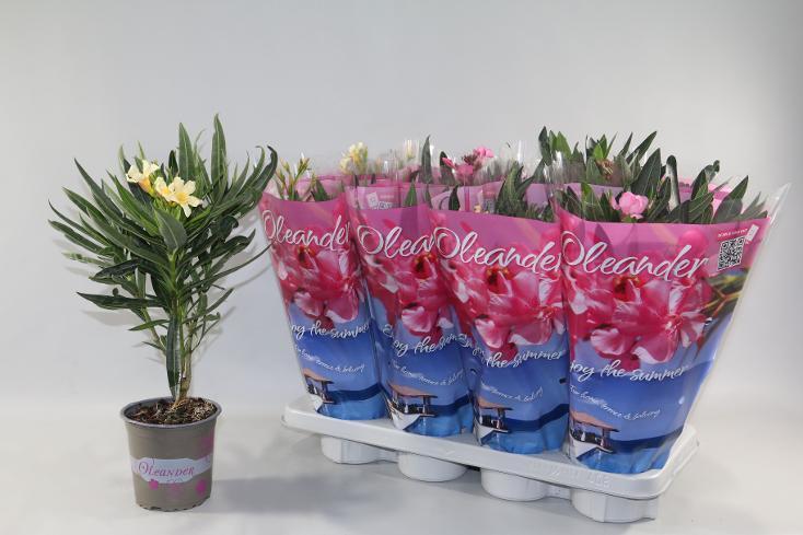 Nerium oleander