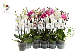 Phalaenopsis mix 3tak