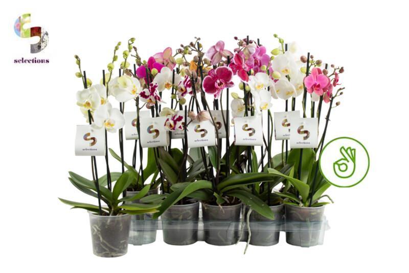 Phalaenopsis mix 3tak