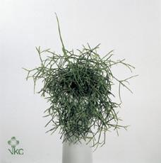 Rhipsalis cassutha závěs