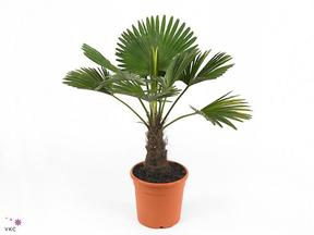 Trachycarpus fortunei