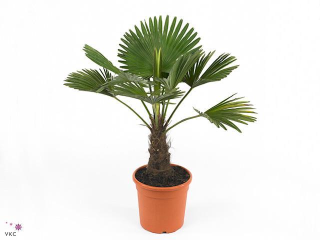 Trachycarpus fortunei