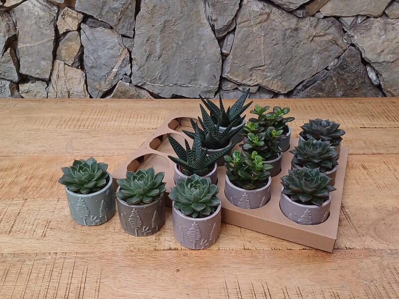 Sukulent mix keramika