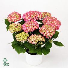 Hydrangea macr. mix 6+