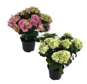 Hydrangea mix 6+